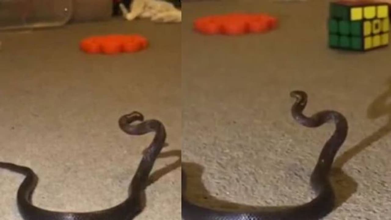 ഷൂലെയ്സ് എന്നു കരുതി എടുക്കാൻ തുടങ്ങി; ആറ് വയസുകാരിയുടെ മുറിക്കുള്ളില് അമ്മ കണ്ടത്... ഷൂലെയ്സ് എന്നു കരുതി എടുക്കാൻ തുടങ്ങി; ആറ് വയസുകാരിയുടെ മുറിക്കുള്ളില് അമ്മ കണ്ടത്...