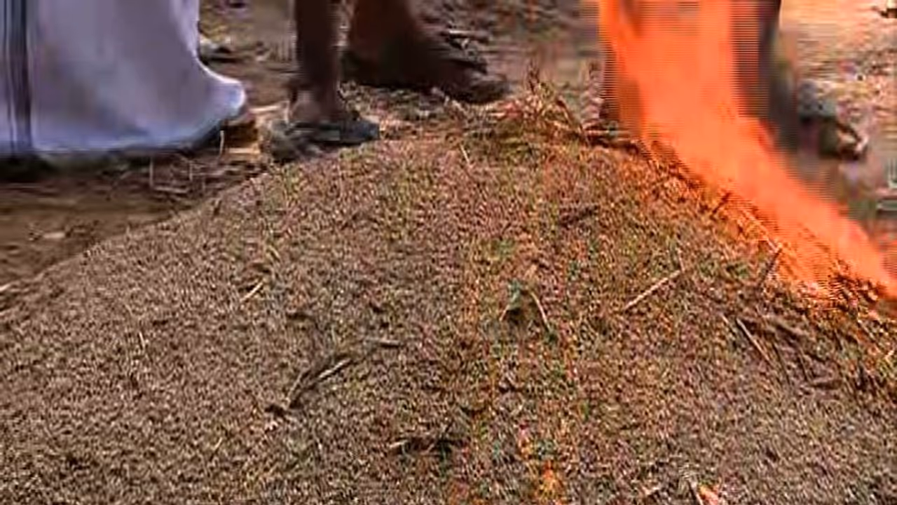 നെല്ല് സംഭരിക്കാത്തതിൽ കോട്ടയത്ത് കർഷക പ്രതിഷേധം നെല്ല് സംഭരിക്കാത്തതിൽ കോട്ടയത്ത് കർഷക പ്രതിഷേധം