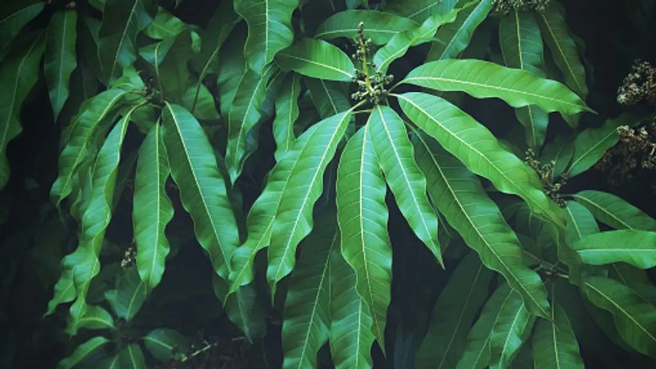 mango leaves