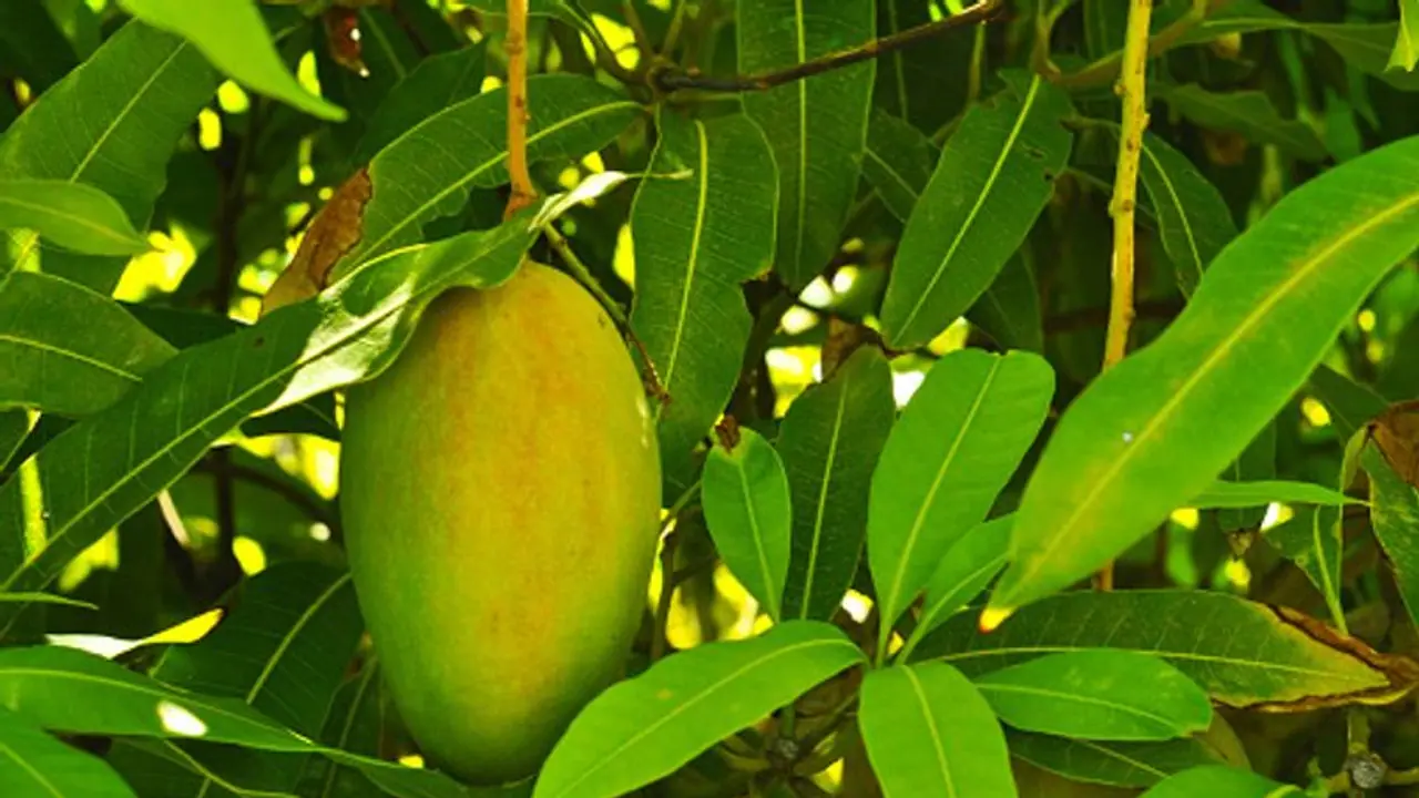 রক্তে শর্করা নিয়ন্ত্রণে কার্যকর আম পাতা, জেনে নিয়ে ডায়াবেটিস রোগীদের ব্যবহার করা উচিত