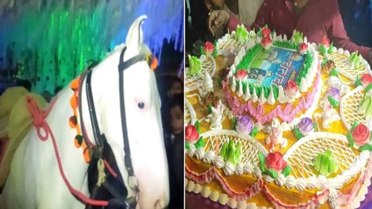 గుర్రానికి పుట్టిన రోజు వేడుకలు..! గుర్రానికి పుట్టిన రోజు వేడుకలు..!