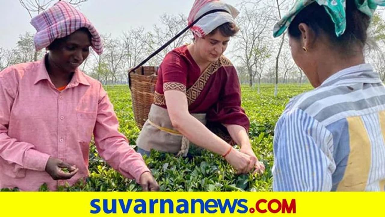 ಟೀ ಎಸ್ಟೇಟ್ ಕಾರ್ಮಿಕರೊಂದಿಗೆ ಕೆಲಸ ಮಾಡಿದ ಪ್ರಿಯಾಂಕಾ ಗಾಂಧಿ! ಟೀ ಎಸ್ಟೇಟ್ ಕಾರ್ಮಿಕರೊಂದಿಗೆ ಕೆಲಸ ಮಾಡಿದ ಪ್ರಿಯಾಂಕಾ ಗಾಂಧಿ!