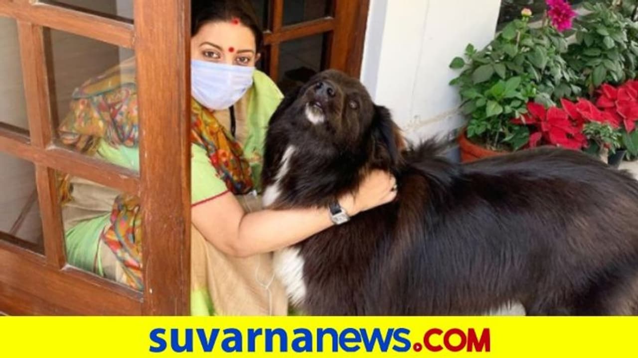 ಪ್ರೀತಿಯ ಪೆಟ್ ಜೊತೆ ಸಚಿವೆ: ಟ್ರೆಂಡ್ ಜೊತೆ ಸೇರಿದ ಸ್ಮೃತಿ ಇರಾನಿ ಪ್ರೀತಿಯ ಪೆಟ್ ಜೊತೆ ಸಚಿವೆ: ಟ್ರೆಂಡ್ ಜೊತೆ ಸೇರಿದ ಸ್ಮೃತಿ ಇರಾನಿ