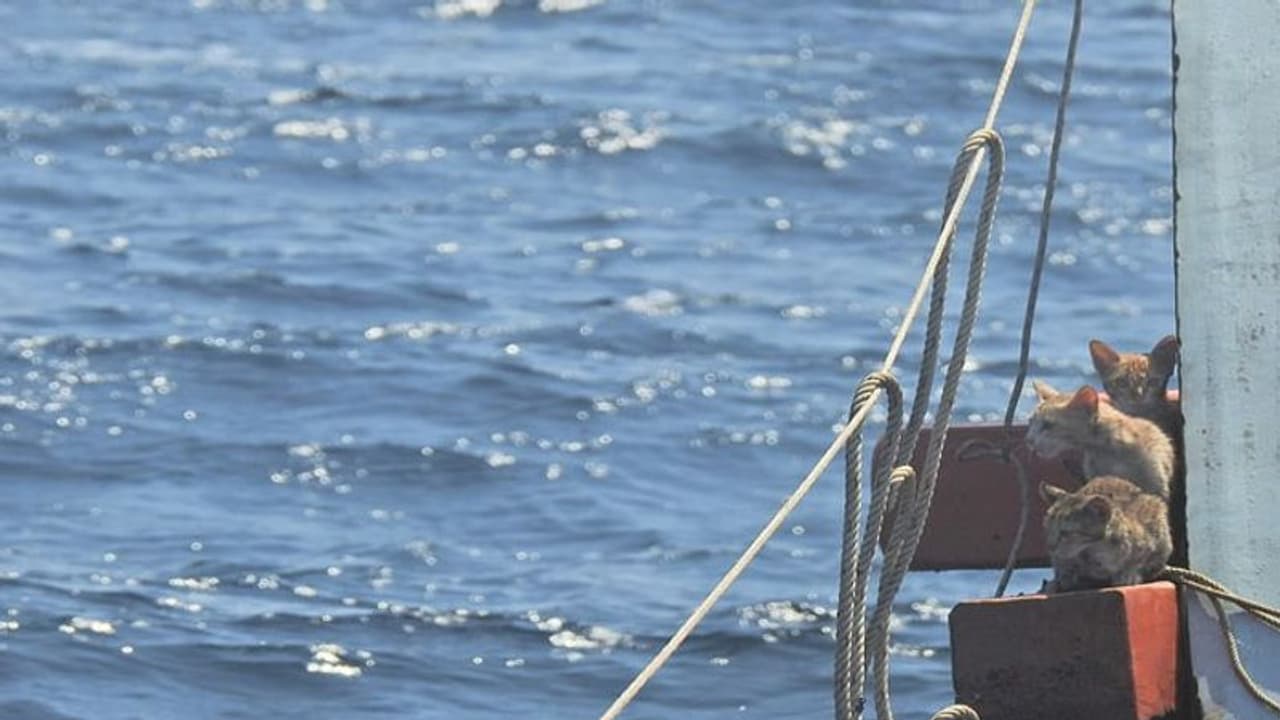 Death toll rises to 42 after migrant boat capsizes off Djibouti Death toll rises to 42 after migrant boat capsizes off Djibouti