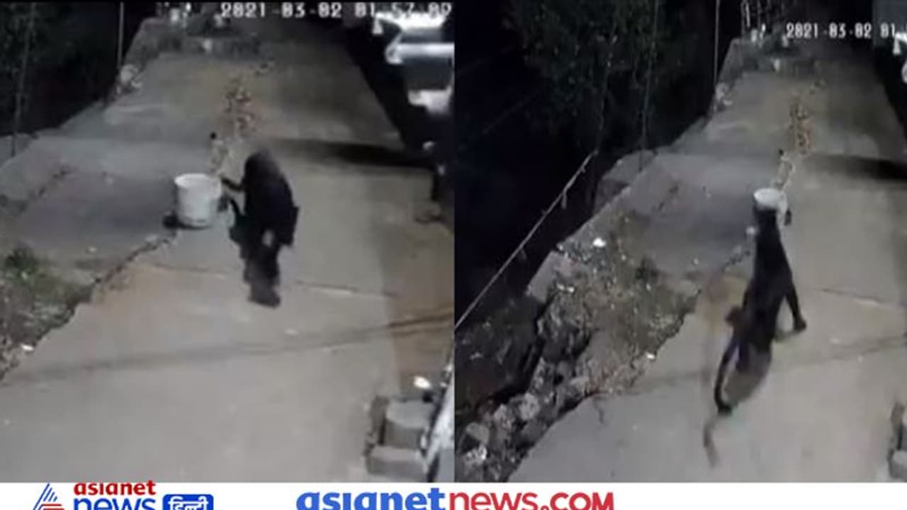 रात के अंधेरे में दबे पांव आया ब्लैक पैंथर, बिना किसी आहट के किया अटैक, वीडियो में सुनाईं दी सिर्फ चीखें रात के अंधेरे में दबे पांव आया ब्लैक पैंथर, बिना किसी आहट के किया अटैक, वीडियो में सुनाईं दी सिर्फ चीखें