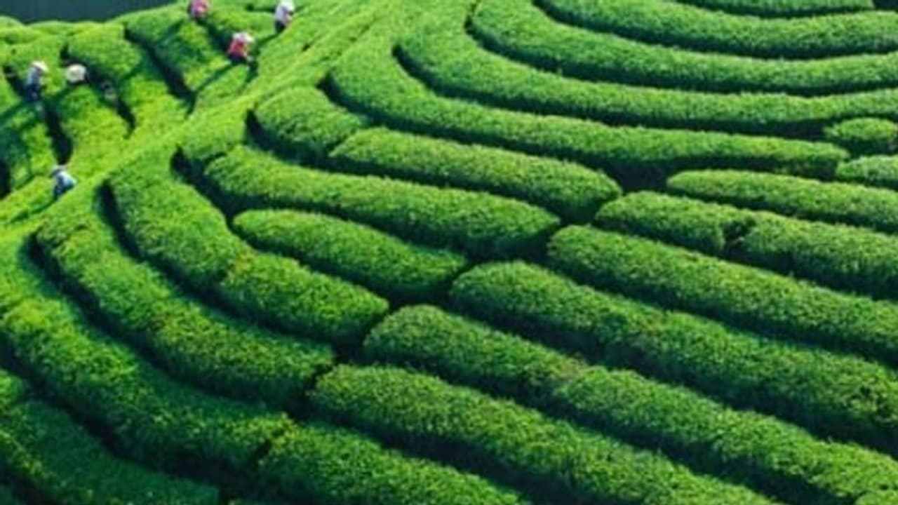 कांग्रेस ने असम की जगह ताइवान के चाय बगान की तस्वीर का किया इस्तेमाल, भाजपा ने यूं साधा निशाना कांग्रेस ने असम की जगह ताइवान के चाय बगान की तस्वीर का किया इस्तेमाल, भाजपा ने यूं साधा निशाना