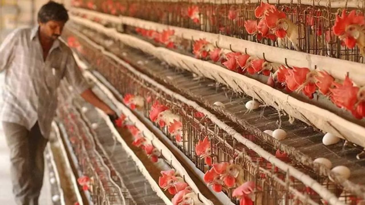 കോഴിക്കോടും പക്ഷിപ്പനിയെന്ന് പ്രഥാമിക റിപ്പോർട്ട് കോഴിക്കോടും പക്ഷിപ്പനിയെന്ന് പ്രഥാമിക റിപ്പോർട്ട്