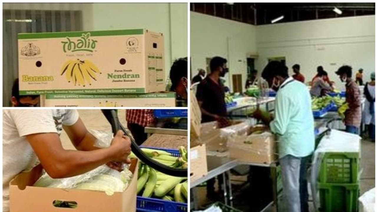 നേന്ത്രപ്പഴം കപ്പൽ വഴി യൂറോപ്പിലേക്ക്; നടപടികൾ തുടങ്ങി, ലക്ഷ്യം കർഷകർക്ക് മികച്ച വില ഉറപ്പാക്കുക