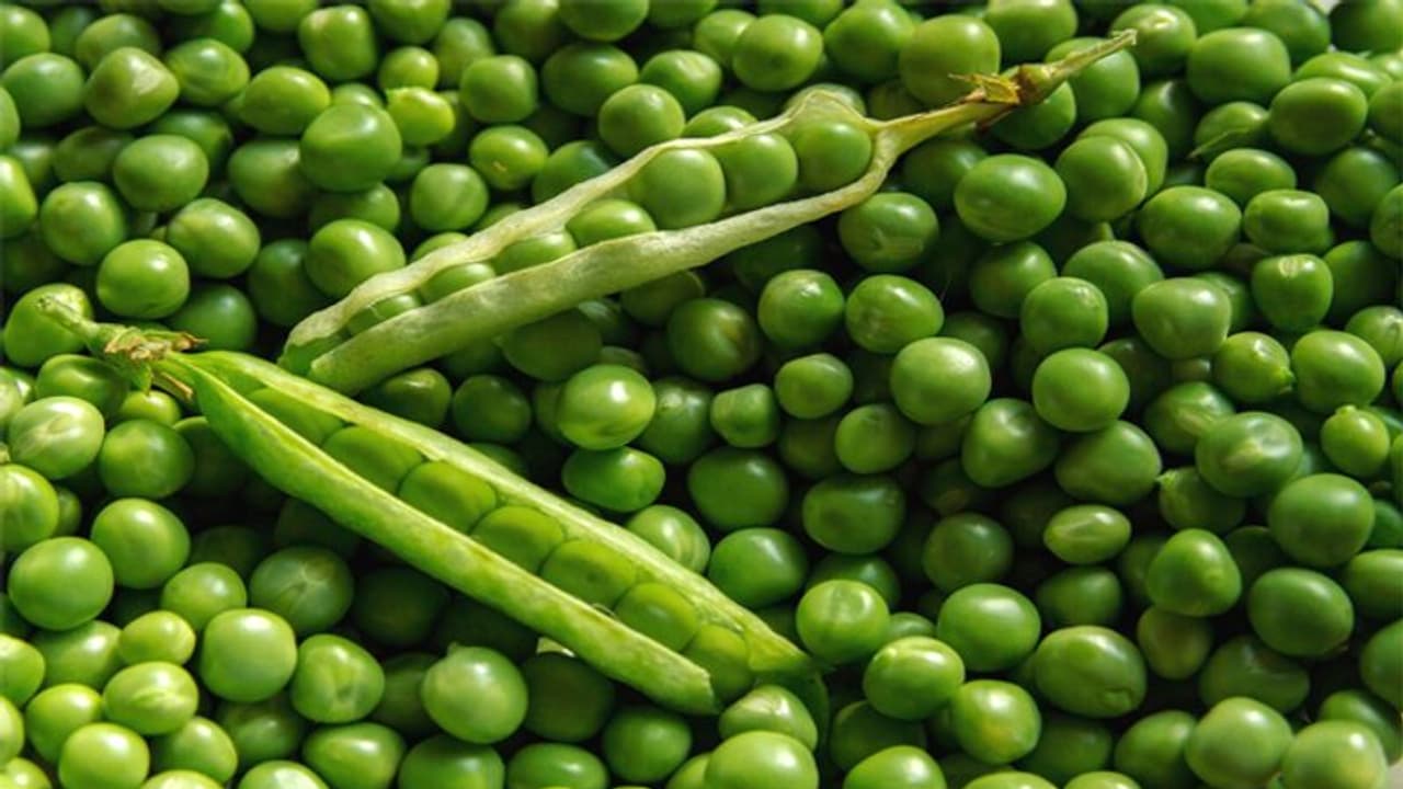 Kitchen Hacks শীতকালেই এই উপায়ে সারা বছরের জন্য স্টক করুন মটরশুঁটি, নষ্ট হবে না সহজে Kitchen Hacks শীতকালেই এই উপায়ে সারা বছরের জন্য স্টক করুন মটরশুঁটি, নষ্ট হবে না সহজে