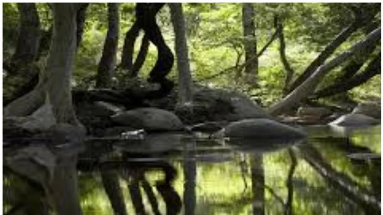 বাংলাতেই রয়েছে অ্যামাজনের মত চর, বিষধর সাপের সঙ্গে জীবন কাটান বাসিন্দারা বাংলাতেই রয়েছে অ্যামাজনের মত চর, বিষধর সাপের সঙ্গে জীবন কাটান বাসিন্দারা