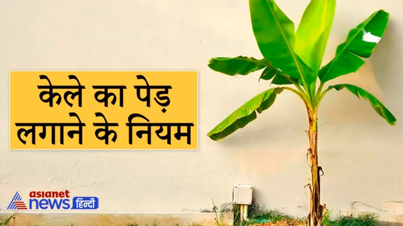 केले का पेड़ लगाएं तो ध्यान रखें ये 8 बातें, नहीं तो जीवन में बनी रहेंगी परेशानियां केले का पेड़ लगाएं तो ध्यान रखें ये 8 बातें, नहीं तो जीवन में बनी रहेंगी परेशानियां