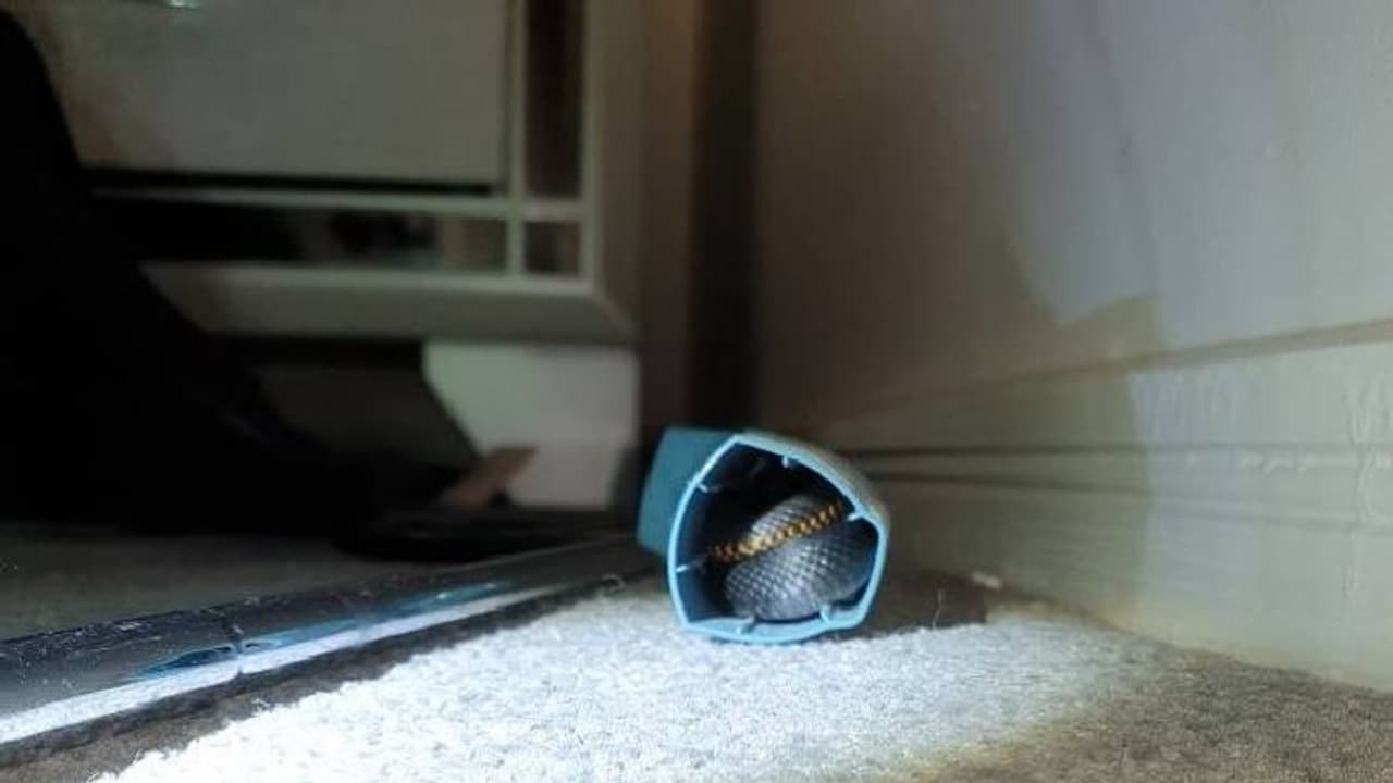 ഇൻഹേലറിനുള്ളിൽ പതുങ്ങിയിരുന്ന അതിഥിയെ കണ്ട് ഭയന്നു പെണ്കുട്ടി ഇൻഹേലറിനുള്ളിൽ പതുങ്ങിയിരുന്ന അതിഥിയെ കണ്ട് ഭയന്നു പെണ്കുട്ടി