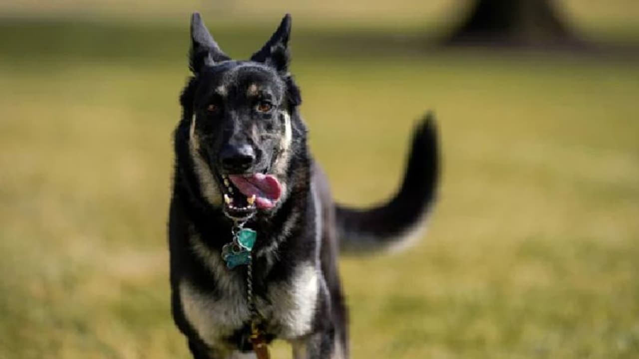 പ്രസിഡന്റിന് 'പണി'യുണ്ടാക്കി വളര്‍ത്തുനായ; വൈറ്റ്ഹൗസില്‍ നിന്ന് തിരിച്ചയച്ചു