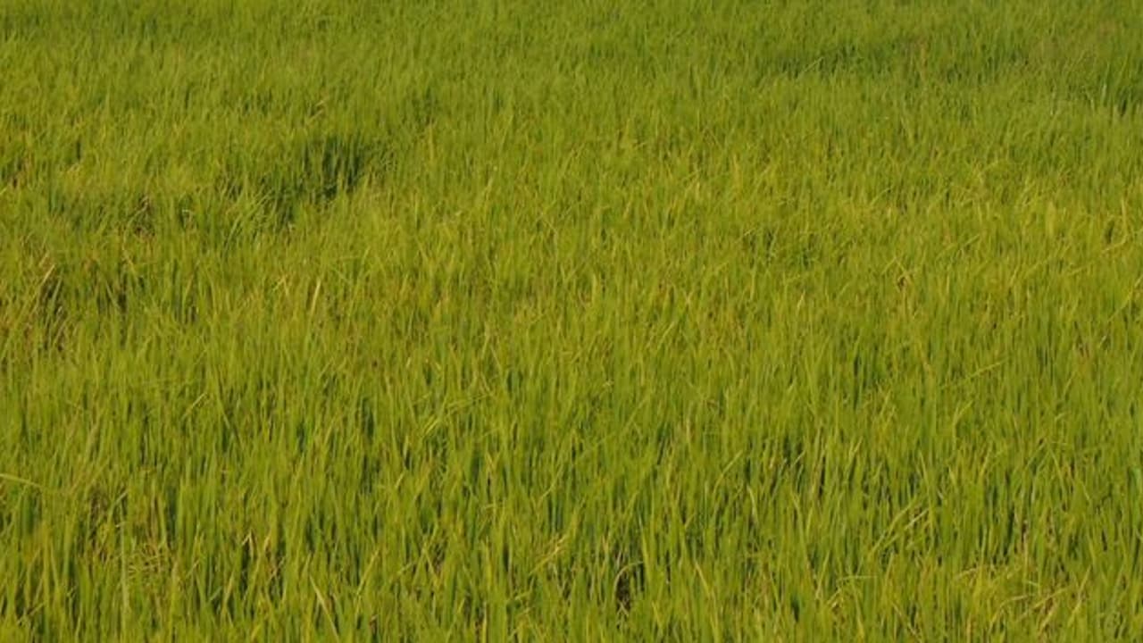 ರೈತನ ಜಮೀನು ಮತ್ತೊಬ್ಬರಿಗೆ ಪರಭಾರೆ : ರೈತ ಸಂಘದಿಂದ ಪ್ರತಿಭಟನೆ ರೈತನ ಜಮೀನು ಮತ್ತೊಬ್ಬರಿಗೆ ಪರಭಾರೆ : ರೈತ ಸಂಘದಿಂದ ಪ್ರತಿಭಟನೆ