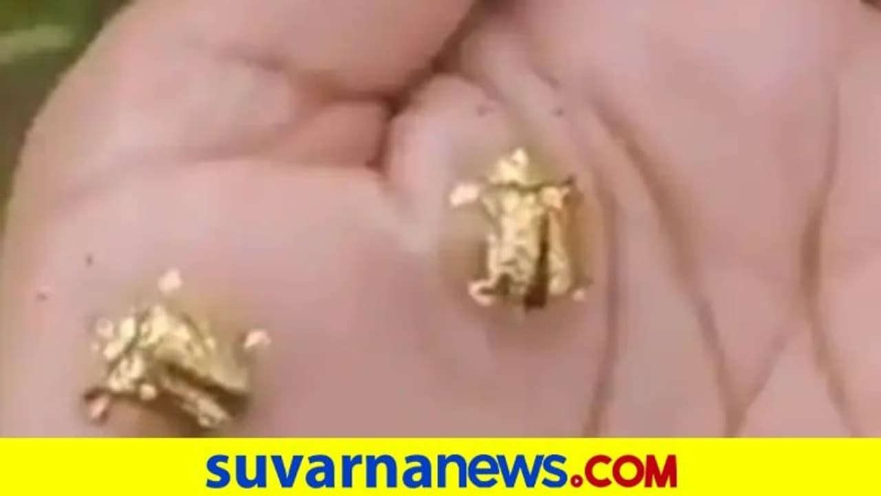 ಹಾರುವ ಗೋಲ್ಡನ್ ಆಮೆ ಕಂಡು ಬೆರಗಾದ ಮಂದಿ, ವೈರಲ್ ಆಯ್ತು ವಿಡಿಯೋ! ಹಾರುವ ಗೋಲ್ಡನ್ ಆಮೆ ಕಂಡು ಬೆರಗಾದ ಮಂದಿ, ವೈರಲ್ ಆಯ್ತು ವಿಡಿಯೋ!