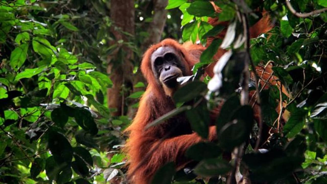 കവിളിലെ മുറിവിന് സ്വയം ചികിത്സിച്ച് ഒറാങ്ങൂട്ടാൻ, അമ്പരപ്പിക്കുന്ന നിരീക്ഷണവുമായി ഗവേഷകർ 