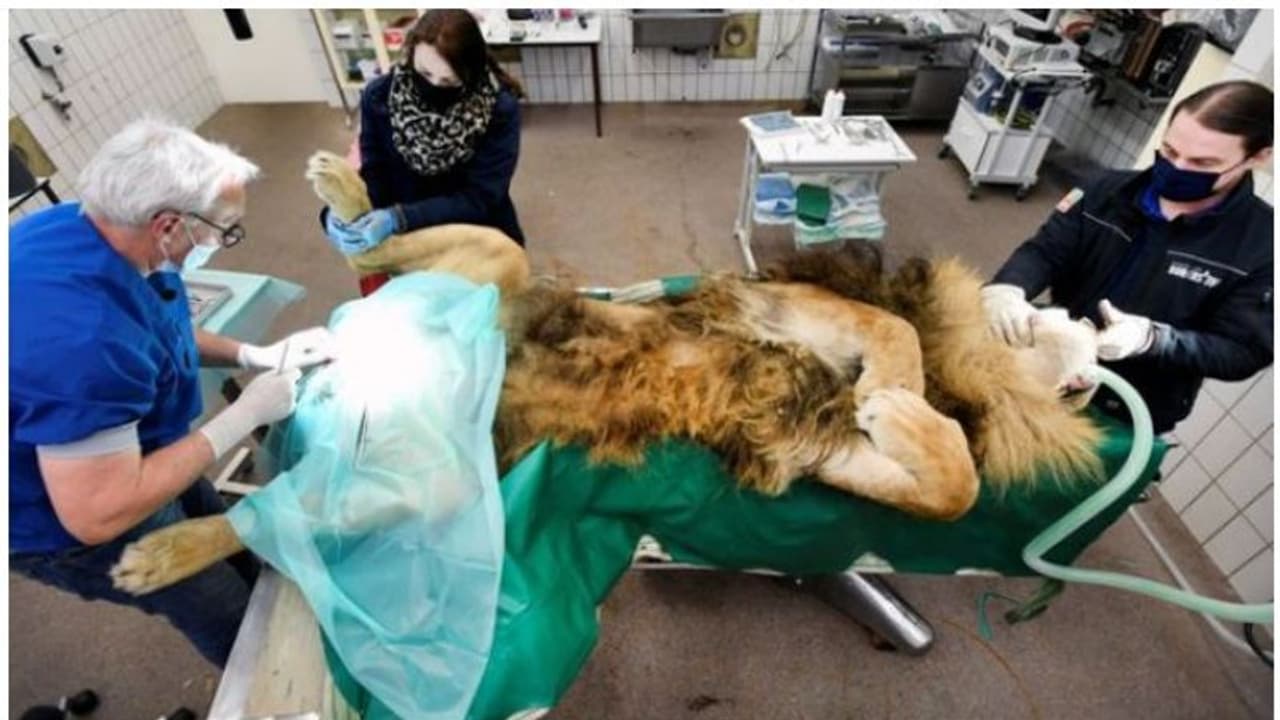 സിംഹത്തിന് വന്ധ്യംകരണ ശസ്ത്രക്രിയ നടത്തി മൃഗശാല അധികൃതർ സിംഹത്തിന് വന്ധ്യംകരണ ശസ്ത്രക്രിയ നടത്തി മൃഗശാല അധികൃതർ