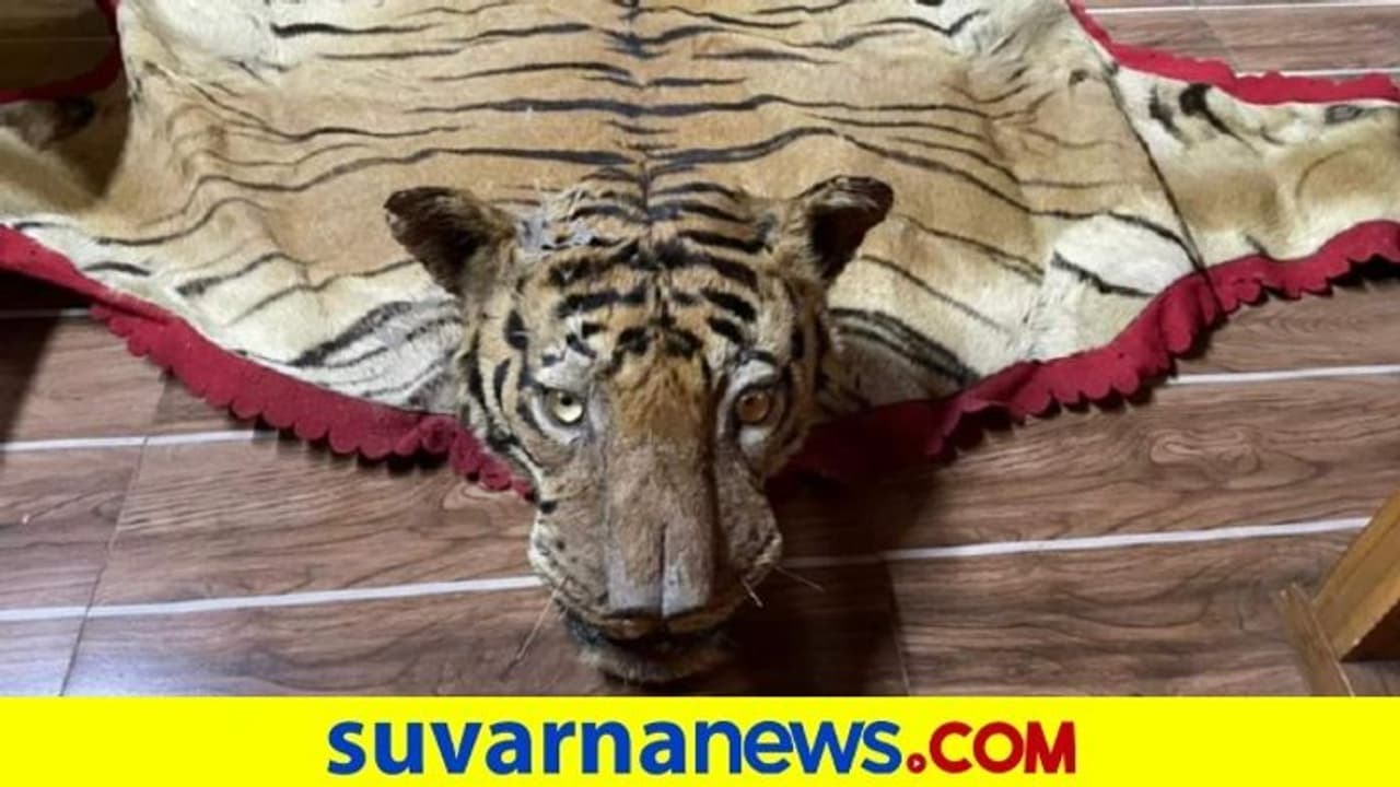 ಹುಲಿ ಚರ್ಮ ಮಾರುವ ವೇಳೆ ಸಿಕ್ಕಿಬಿದ್ದ ವ್ಯಕ್ತಿ ಅರೆಸ್ಟ್ ಹುಲಿ ಚರ್ಮ ಮಾರುವ ವೇಳೆ ಸಿಕ್ಕಿಬಿದ್ದ ವ್ಯಕ್ತಿ ಅರೆಸ್ಟ್