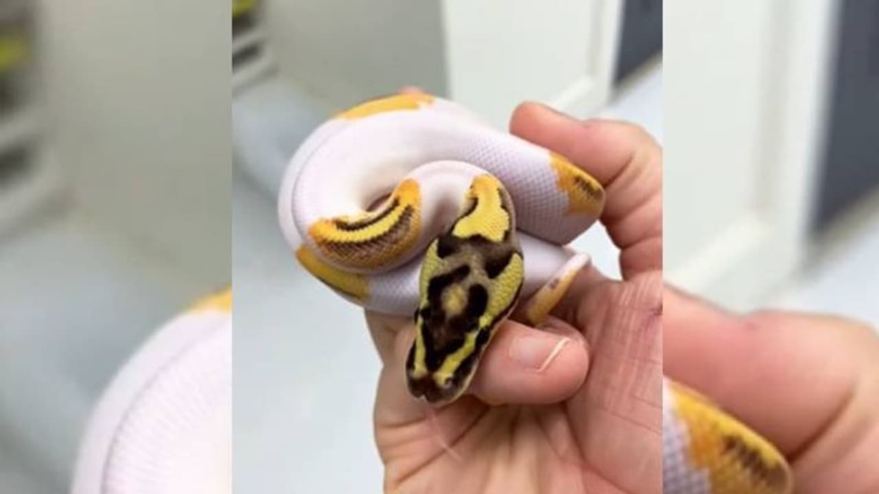 ഇത് ചിരിക്കും പാമ്പ്; വിറ്റത് നാലരലക്ഷം രൂപയ്ക്ക്; വീഡിയോ വൈറല്‍