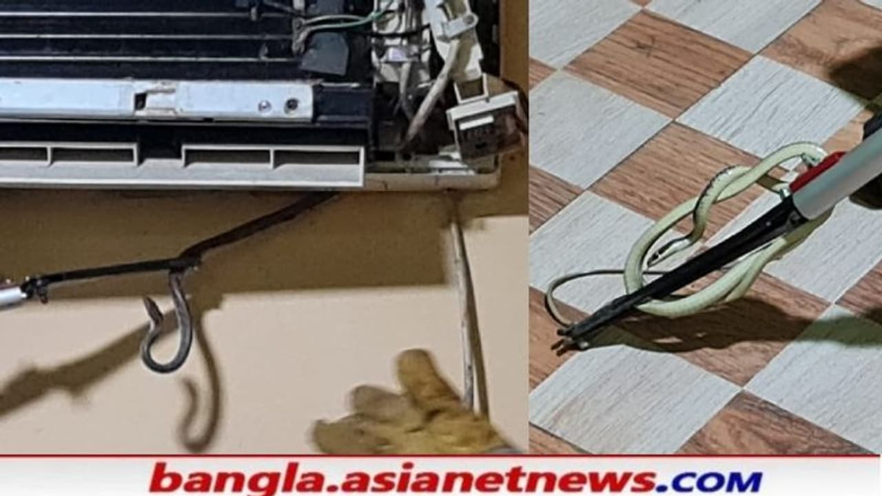 এসির ভিতরে ঘুরে বেড়াচ্ছে অসংখ্য সাপ, আওয়াজ শুনে ঢাকনা খুলতেই শিউরে উঠল পরিবার এসির ভিতরে ঘুরে বেড়াচ্ছে অসংখ্য সাপ, আওয়াজ শুনে ঢাকনা খুলতেই শিউরে উঠল পরিবার