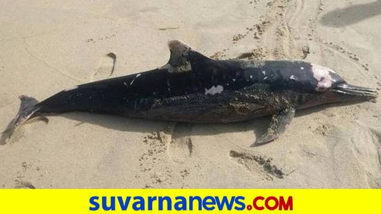 ಕಾರವಾರ: ಸಮುದ್ರ ತೀರದಲ್ಲಿ ಅಪರೂಪದ ಡಾಲ್ಫಿನ್ ಕಳೆಬರ ಪತ್ತೆ ಕಾರವಾರ: ಸಮುದ್ರ ತೀರದಲ್ಲಿ ಅಪರೂಪದ ಡಾಲ್ಫಿನ್ ಕಳೆಬರ ಪತ್ತೆ