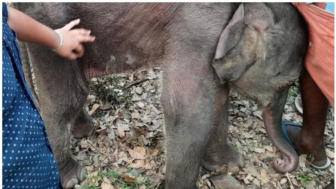 ആനക്കൂട്ടത്തോടൊപ്പം പോകാന് വിസമ്മതിച്ച് കൂട്ടംതെറ്റിയ ആനക്കുട്ടി ആനക്കൂട്ടത്തോടൊപ്പം പോകാന് വിസമ്മതിച്ച് കൂട്ടംതെറ്റിയ ആനക്കുട്ടി