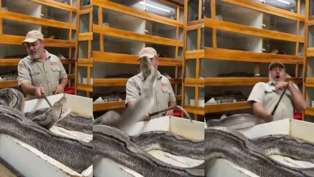 অতিকায় ময়াল সাপের হানা, রোমহর্ষক ভিডিও এখন ভাইরাল নেট দুনিয়ায় অতিকায় ময়াল সাপের হানা, রোমহর্ষক ভিডিও এখন ভাইরাল নেট দুনিয়ায়