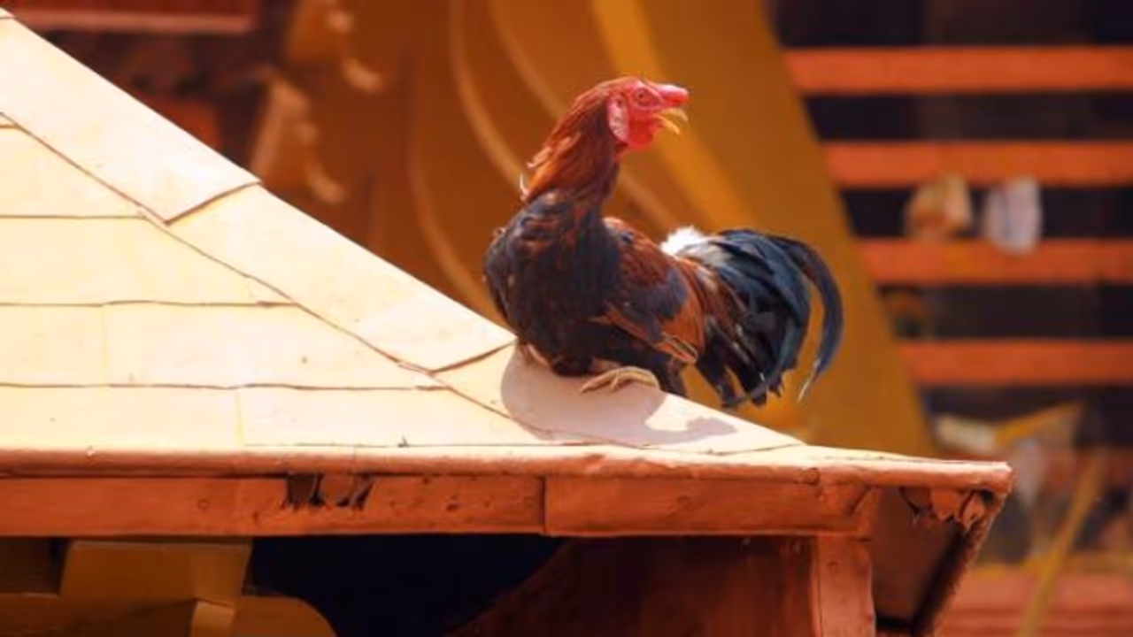 വിലക്ക് ലംഘിച്ച് കൊടുങ്ങല്ലൂര് ശ്രീകുരുംബാ ക്ഷേത്രത്തിൽ കോഴിബലി നടത്തിയ യുവാക്കൾ പൊലീസ് പിടിയിൽ വിലക്ക് ലംഘിച്ച് കൊടുങ്ങല്ലൂര് ശ്രീകുരുംബാ ക്ഷേത്രത്തിൽ കോഴിബലി നടത്തിയ യുവാക്കൾ പൊലീസ് പിടിയിൽ