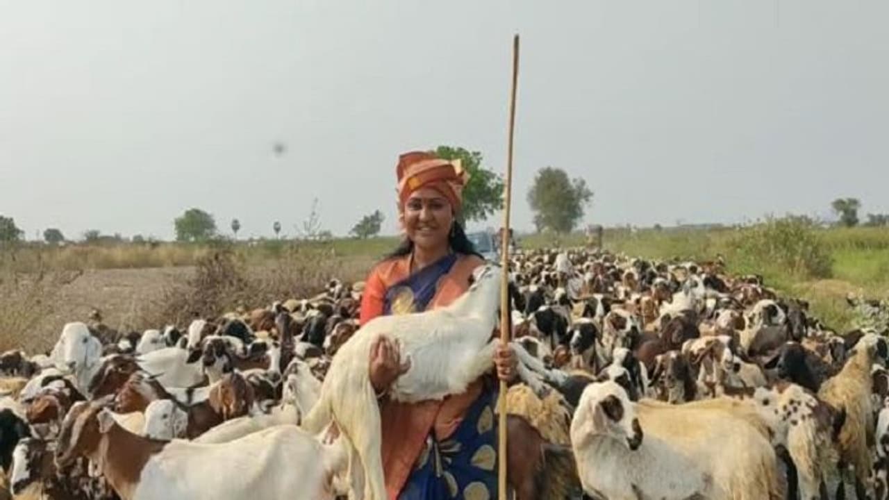 మేకలు కాసిన ఎమ్మెల్యే శ్రీదేవి ! (వీడియో)