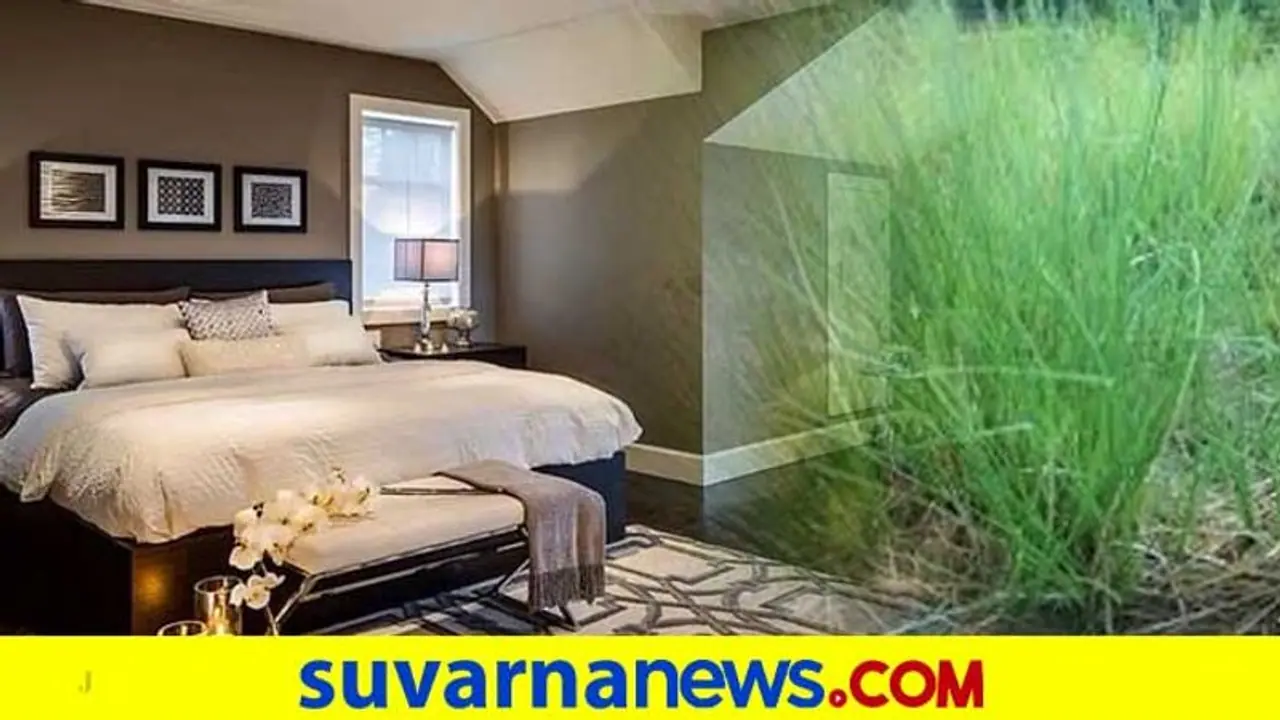 ಬೇಸಿಗೆ ಕಾಲದಲ್ಲಿ ಲಾವಂಚ ಇದ್ರೆ ಮನೆಯೆಲ್ಲಾ ಕೂಲ್ ಕೂಲ್ ಬೇಸಿಗೆ ಕಾಲದಲ್ಲಿ ಲಾವಂಚ ಇದ್ರೆ ಮನೆಯೆಲ್ಲಾ ಕೂಲ್ ಕೂಲ್