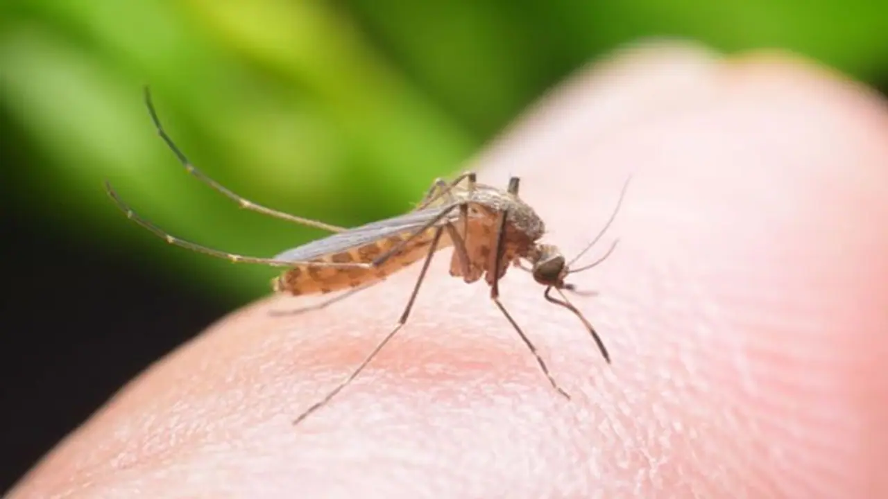 എന്തുകൊണ്ട് കൊതുകുകള്‍ ചിലരെ തെരഞ്ഞെടുത്ത് ആക്രമിക്കുന്നു? 