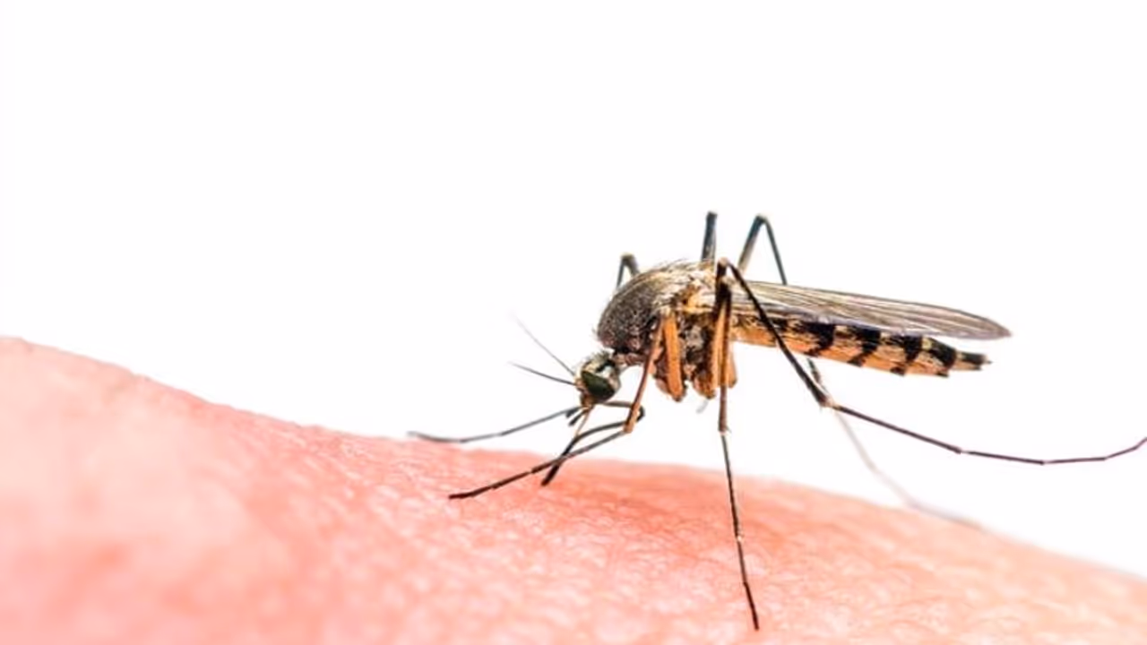 Mosquito Control Tips : കൊതുകിനെ തുരത്താന്‍ ഇതാ ചില പൊടിക്കൈകള്‍