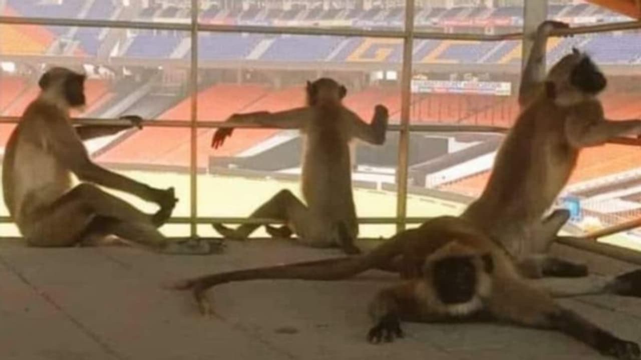 అబ్బ... సూపర్ మ్యాచ్ రా మావ... నాలుగో టీ20ని ఆసక్తిగా వీక్షించిన వానరాలు... అబ్బ... సూపర్ మ్యాచ్ రా మావ... నాలుగో టీ20ని ఆసక్తిగా వీక్షించిన వానరాలు...