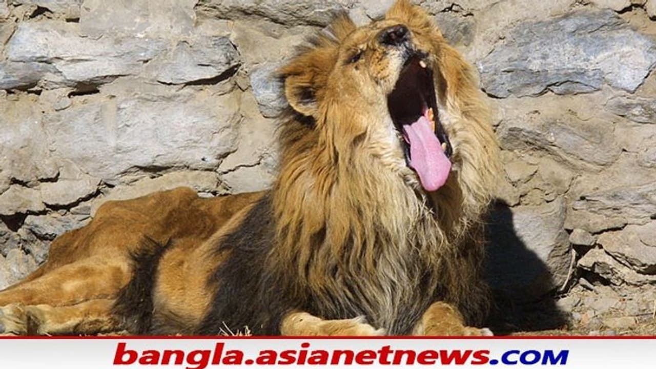 চিড়িয়াখানায় সিংহের খাঁচায় ঢুকে গুরুতর জখম মেদিনীপুরের বাসিন্দা, আশঙ্কাজনক অবস্থায় ভর্তি SSKM এ চিড়িয়াখানায় সিংহের খাঁচায় ঢুকে গুরুতর জখম মেদিনীপুরের বাসিন্দা, আশঙ্কাজনক অবস্থায় ভর্তি SSKM এ