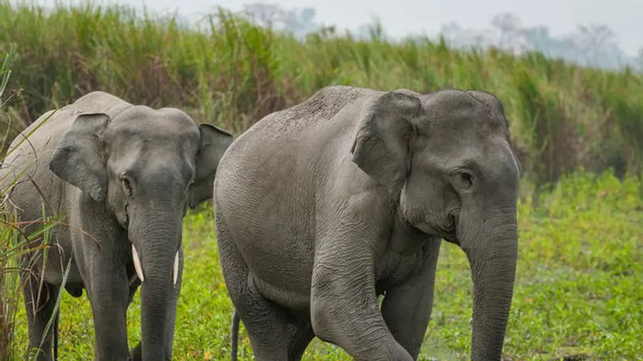 Here’s how project RE HAB has helped drive away elephants, without causing harm, preventing crop losses