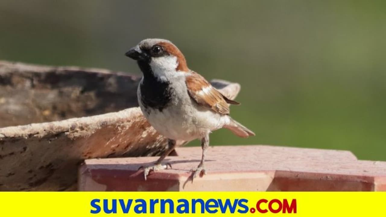 World Sparrow Day 2022: ಬೆಚ್ಚಗಿನ ಅನುಭವ ನೀಡೋ ಗೂಡು, ಮನಕ್ಕೆ ಮುದ ನೀಡೋ ಗುಬ್ಬಚ್ಚಿ! World Sparrow Day 2022: ಬೆಚ್ಚಗಿನ ಅನುಭವ ನೀಡೋ ಗೂಡು, ಮನಕ್ಕೆ ಮುದ ನೀಡೋ ಗುಬ್ಬಚ್ಚಿ!