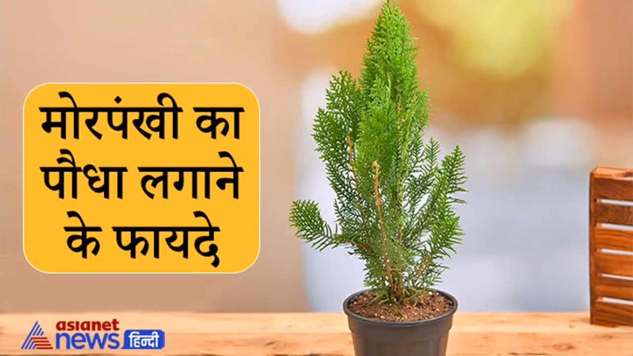 धन लाभ के लिए घर में रखना चाहिए ये खास पौधा, इन बातों का भी रखें ध्यान धन लाभ के लिए घर में रखना चाहिए ये खास पौधा, इन बातों का भी रखें ध्यान