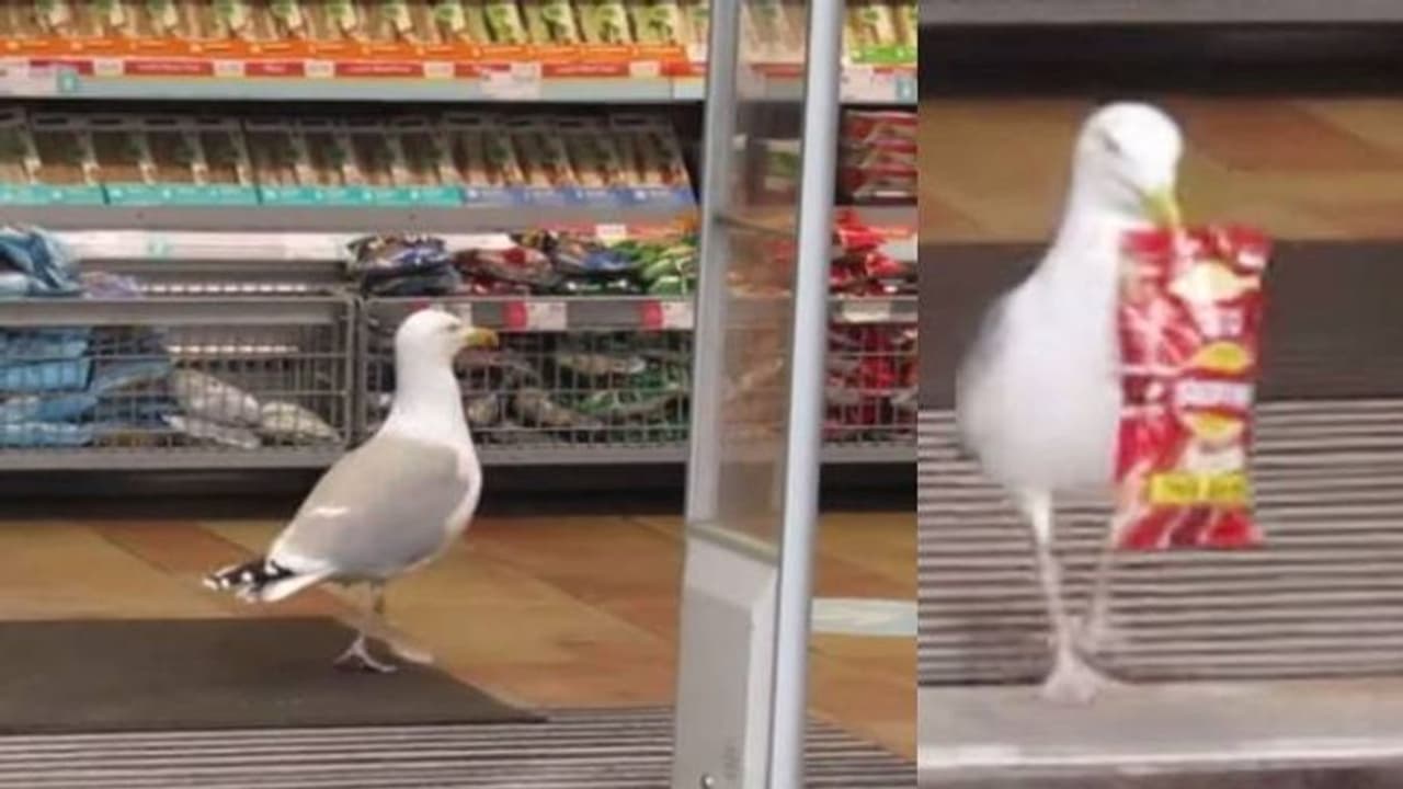 കടയിൽ കയറി ചിപ്സ് പായ്ക്കറ്റുമെടുത്ത് കൂളായി പുറത്തേയ്ക്ക്; വൈറലായി പക്ഷിയുടെ വീഡിയോ കടയിൽ കയറി ചിപ്സ് പായ്ക്കറ്റുമെടുത്ത് കൂളായി പുറത്തേയ്ക്ക്; വൈറലായി പക്ഷിയുടെ വീഡിയോ