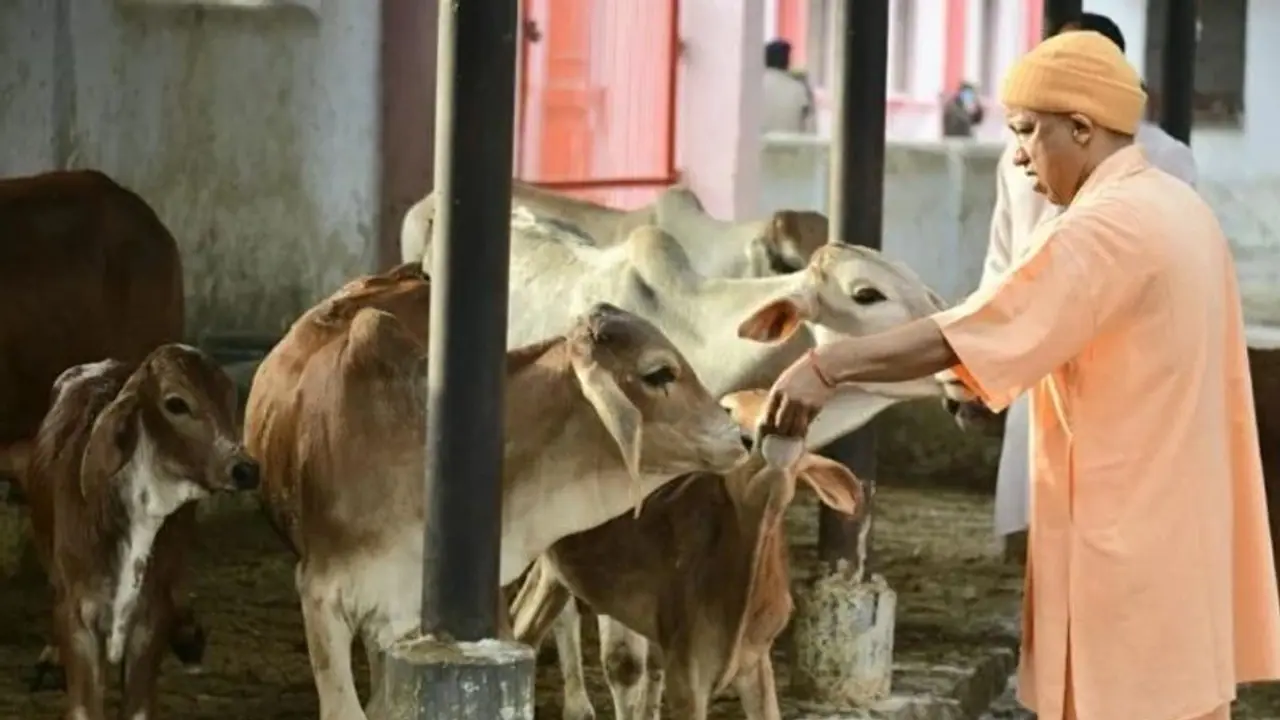 Fact Check: No, Yogi government did not order oximeters for cows
