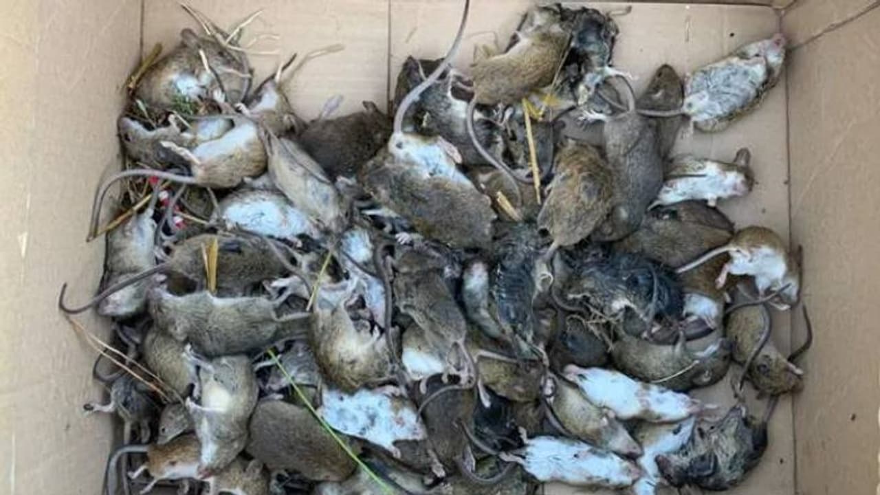 നാട്ടിലും നഗരത്തിലും സർവത്ര എലികൾ, ഭീതിയിൽ പരക്കം പാഞ്ഞ് ജനങ്ങൾ നാട്ടിലും നഗരത്തിലും സർവത്ര എലികൾ, ഭീതിയിൽ പരക്കം പാഞ്ഞ് ജനങ്ങൾ