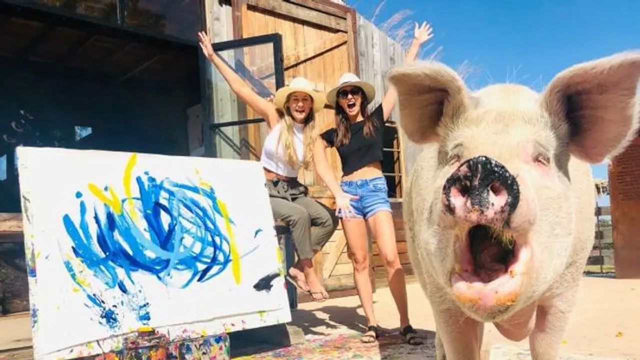 പിഗ്കാസോ ഇത് ചിത്രകാരിയായ പന്നി, ചിത്രം വിറ്റുപോകുന്നത് ലക്ഷങ്ങൾക്ക് വരെ! പിഗ്കാസോ ഇത് ചിത്രകാരിയായ പന്നി, ചിത്രം വിറ്റുപോകുന്നത് ലക്ഷങ്ങൾക്ക് വരെ!