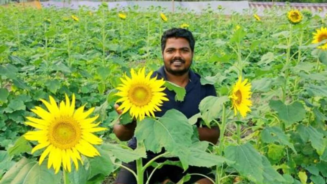'ഇത് ഗുണ്ടല്‍പേട്ടല്ല, കഞ്ഞിക്കുഴി'; ചൊരിമണലില്‍ സൂര്യകാന്തിപ്പാടം വിരിയിച്ച് യുവ കര്‍ഷകന്‍