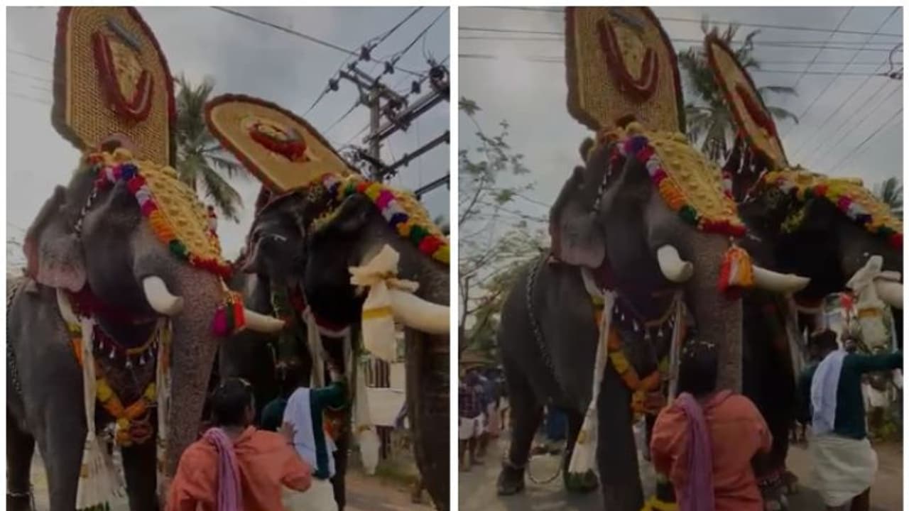 ആനകളുടെ തലപൊക്ക മത്സരം; വനം വകുപ്പ് കേസെടുത്തു ആനകളുടെ തലപൊക്ക മത്സരം; വനം വകുപ്പ് കേസെടുത്തു