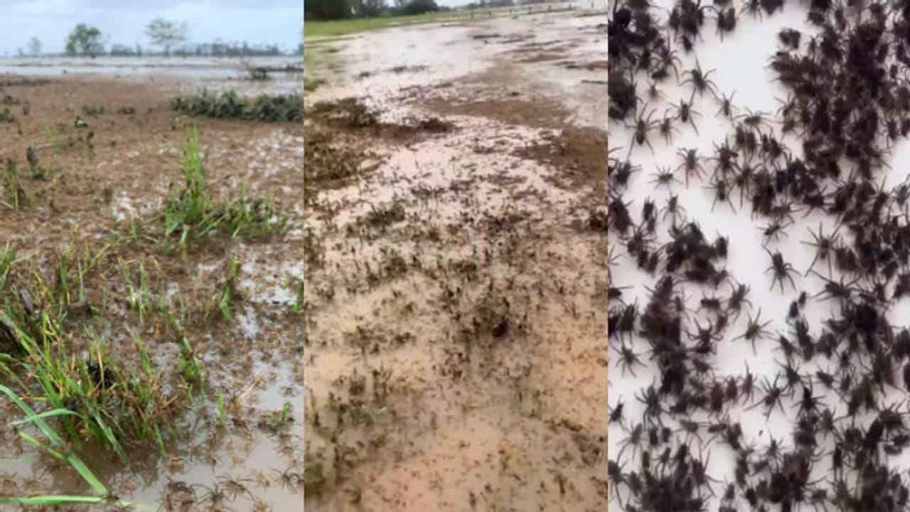 വെള്ളത്തില് നിന്ന് രക്ഷതേടാന് പരക്കം പാഞ്ഞ് ചിലന്തികളും പാമ്പുകളും; ഓസ്ട്രേലിയയെ വലച്ച് മഴ വെള്ളത്തില് നിന്ന് രക്ഷതേടാന് പരക്കം പാഞ്ഞ് ചിലന്തികളും പാമ്പുകളും; ഓസ്ട്രേലിയയെ വലച്ച് മഴ