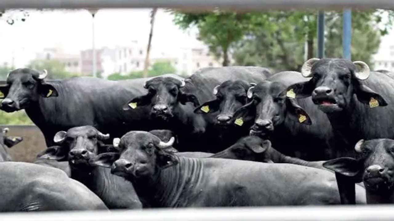 മലപ്പുറത്ത് ചത്ത പോത്തുകളെ ഇറച്ചിയാക്കി വിൽപ്പന നടത്താൻ ശ്രമം, തടഞ്ഞ് നാട്ടുകാർ 