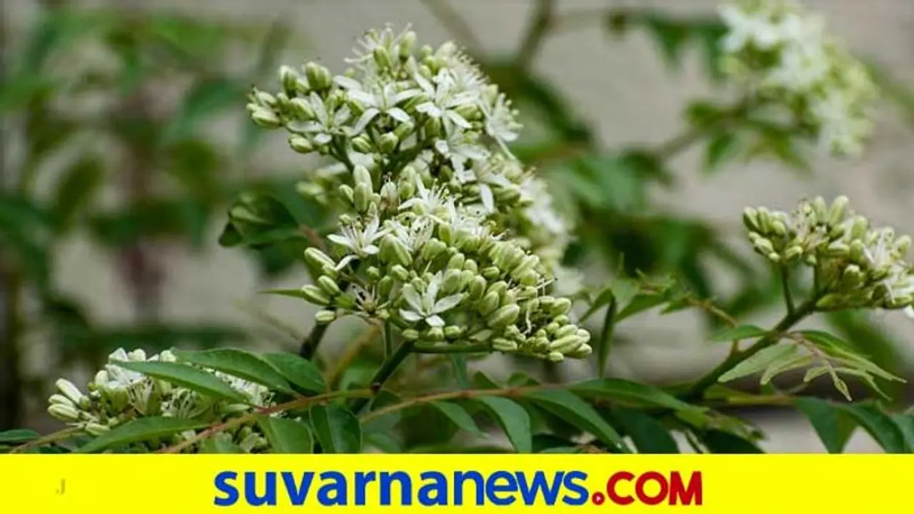 ಕರಿಬೇವು ಬಳಸಿದರೆ ಕ್ಯಾನ್ಸರ್ ದೂರ! ನಿಮಗಿದು ಗೊತ್ತಿತ್ತಾ? ಕರಿಬೇವು ಬಳಸಿದರೆ ಕ್ಯಾನ್ಸರ್ ದೂರ! ನಿಮಗಿದು ಗೊತ್ತಿತ್ತಾ?