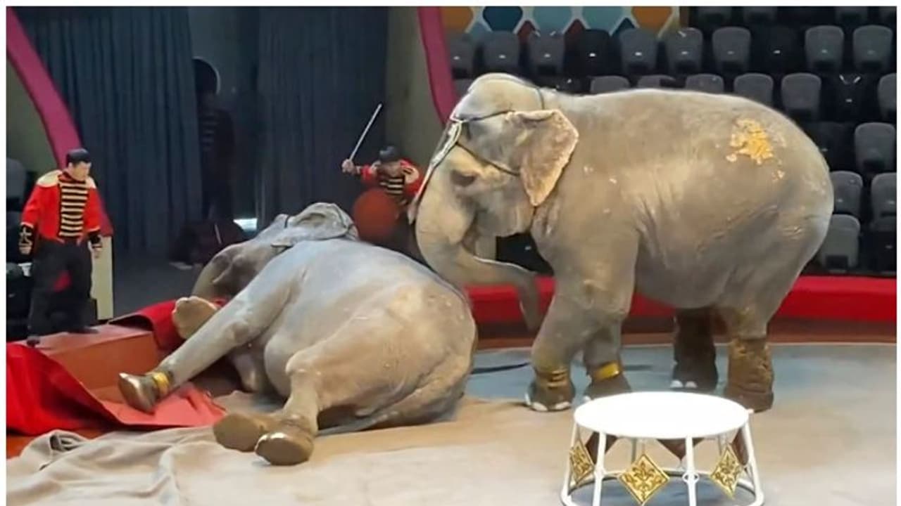 സർക്കസിനിടെ ആനകളുടെ അടിപിടി; വെെറലായി വീഡിയോ സർക്കസിനിടെ ആനകളുടെ അടിപിടി; വെെറലായി വീഡിയോ