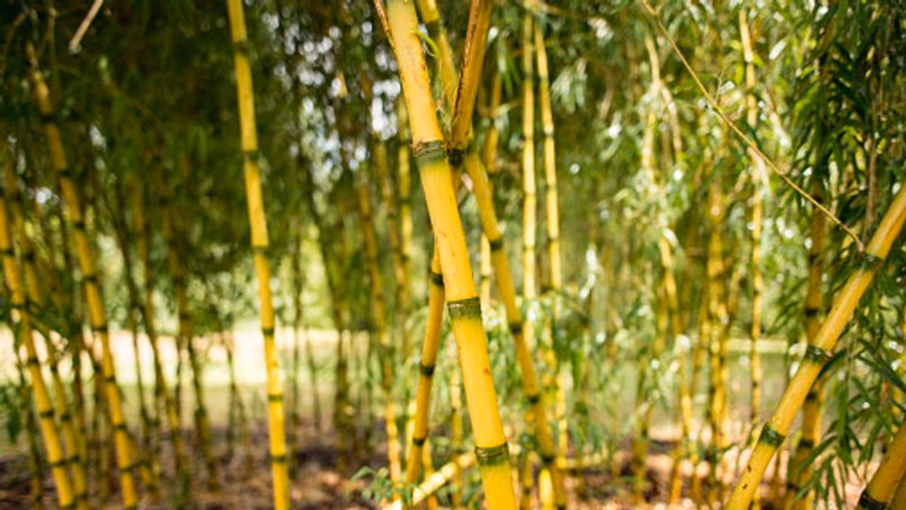 एक बार लगाएं ये पौधा और 40 साल तक करें कमाई, एक हेक्टेयर में 3 लाख तक का मुनाफा, सरकार भी देती है सब्सिडी एक बार लगाएं ये पौधा और 40 साल तक करें कमाई, एक हेक्टेयर में 3 लाख तक का मुनाफा, सरकार भी देती है सब्सिडी