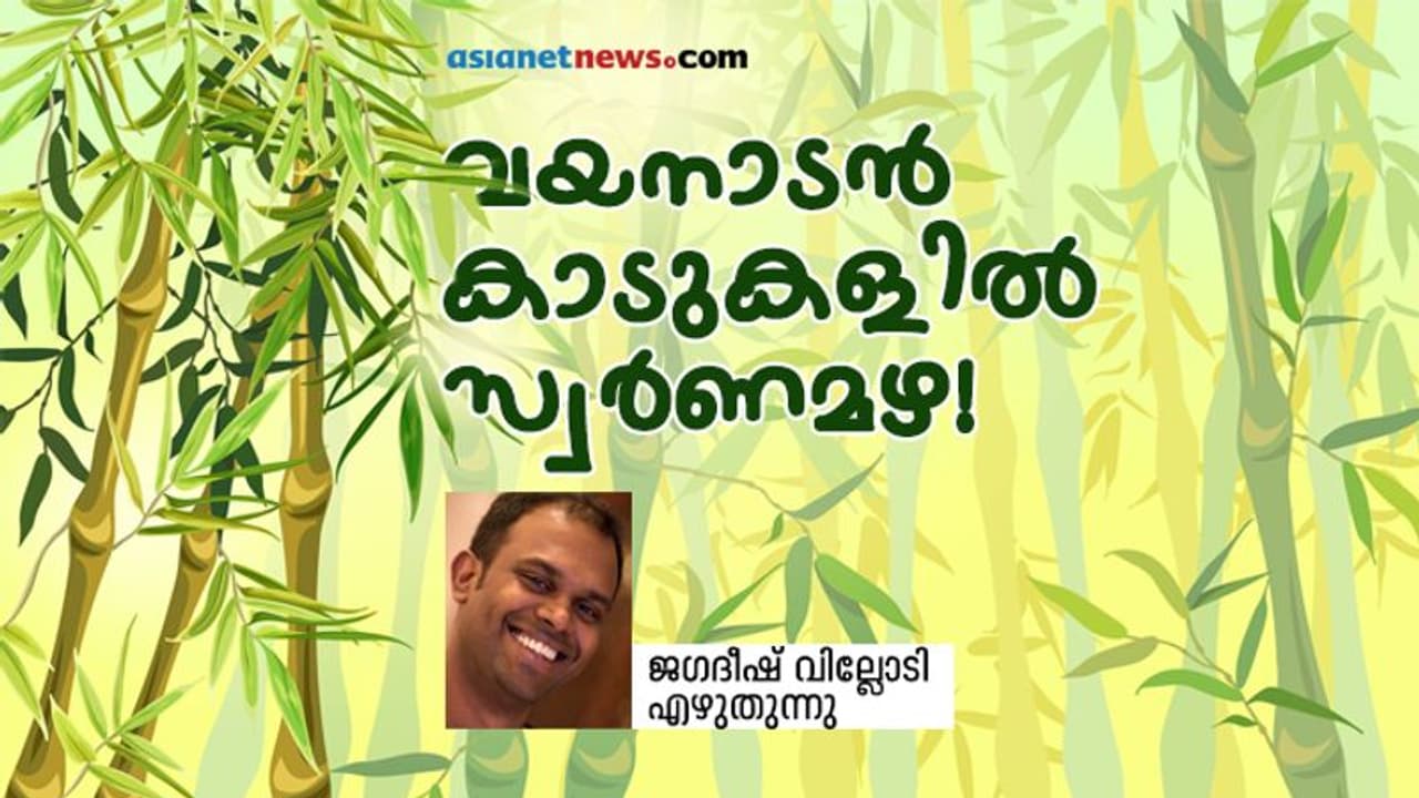 മുളയിൽ നിന്നും അടിവസ്ത്രം മുതൽ ബിയർ വരെ, മുളകൾ വില്ലനോ, അതോ ഉപകാരിയോ? മുളയിൽ നിന്നും അടിവസ്ത്രം മുതൽ ബിയർ വരെ, മുളകൾ വില്ലനോ, അതോ ഉപകാരിയോ?