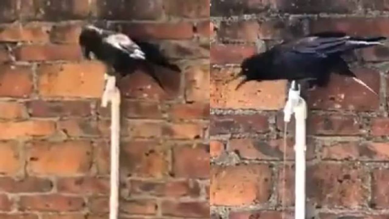 'ഞാന്‍ വെള്ളം കുടിക്കുന്നത് ഇങ്ങനെയാണ്'; വൈറലായി കാക്കയുടെ വീഡിയോ